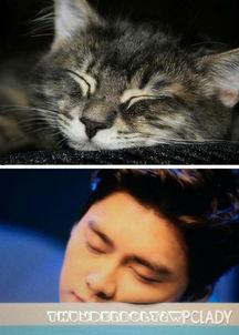 娱乐圈吃瓜猫咪是谁